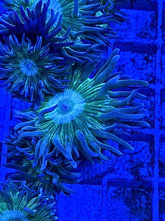 Duncan Coral – Priced Per Head | Cut to Order