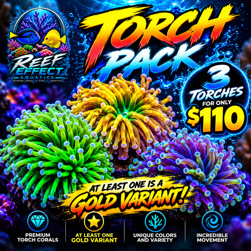 Reef Effect Ultimate Torch Coral 3-Pack – $110