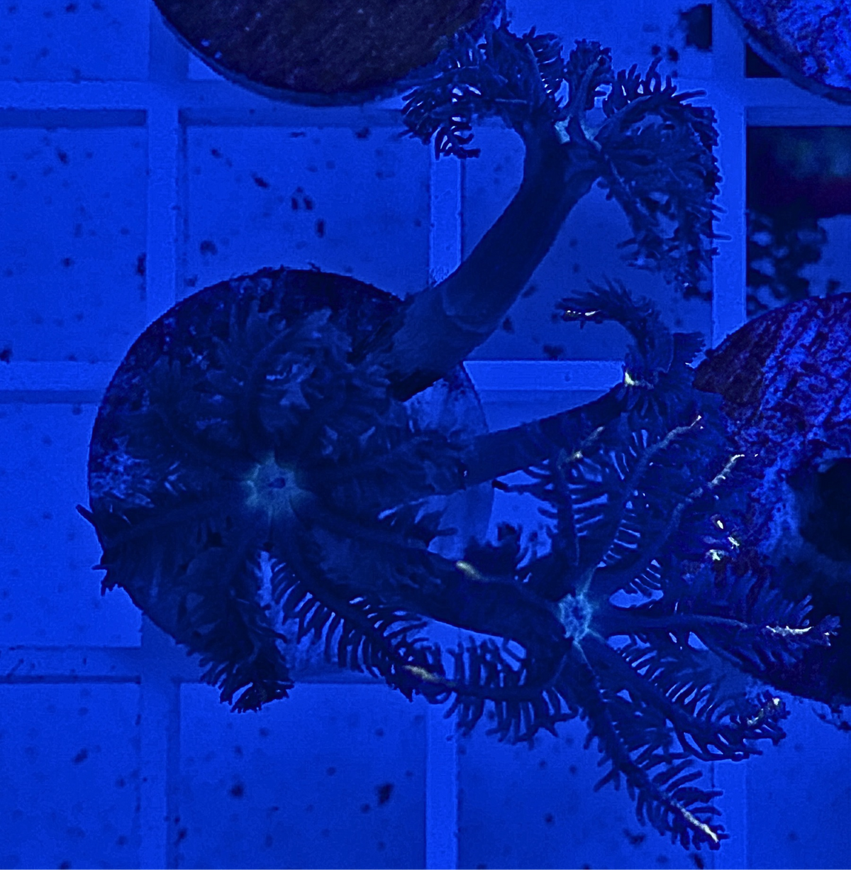 Firework Clove Polyps