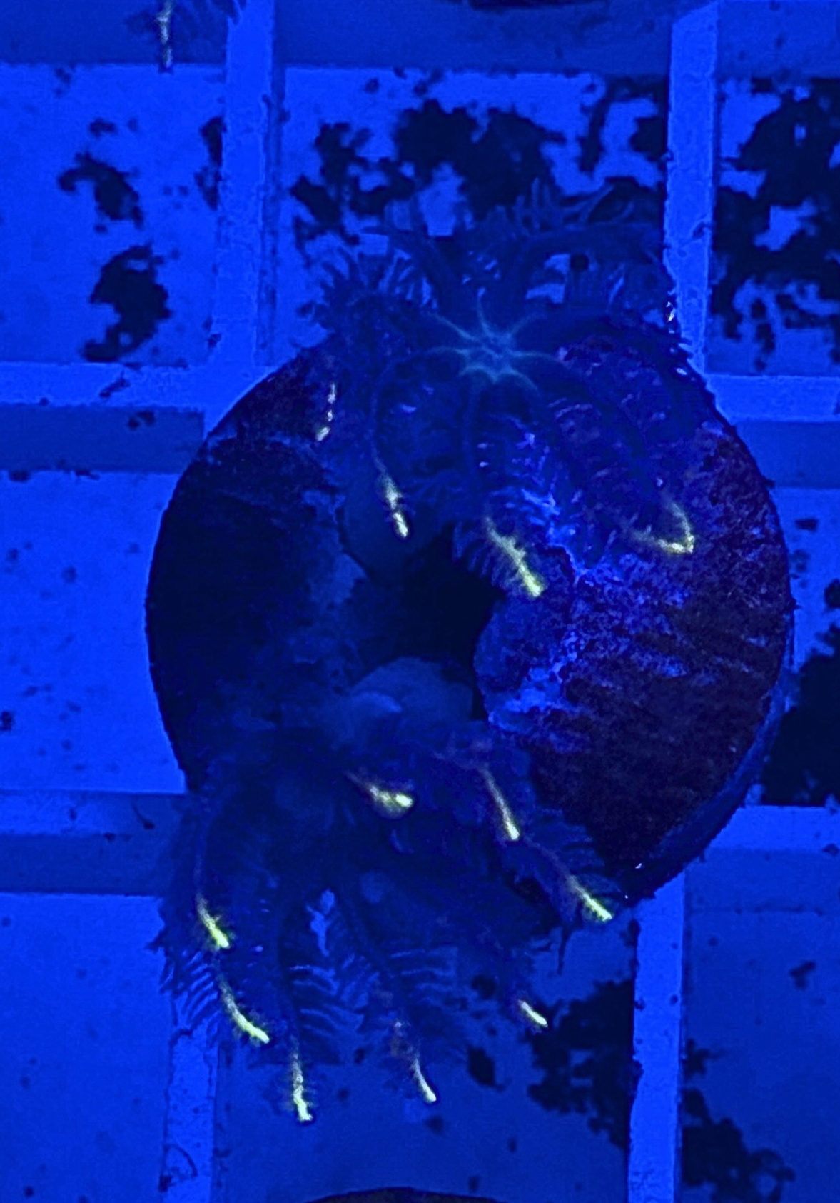 Firework Clove Polyps