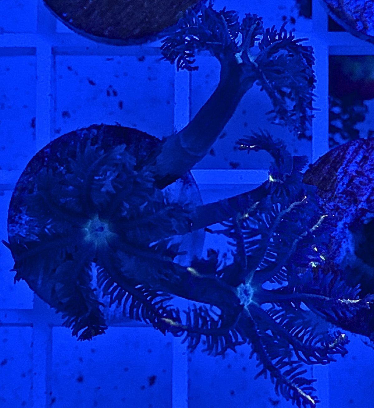 Firework Clove Polyps