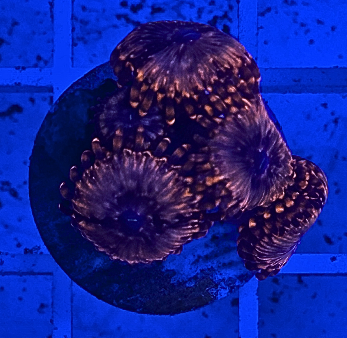 Utter Chaos Zoanthid Coral