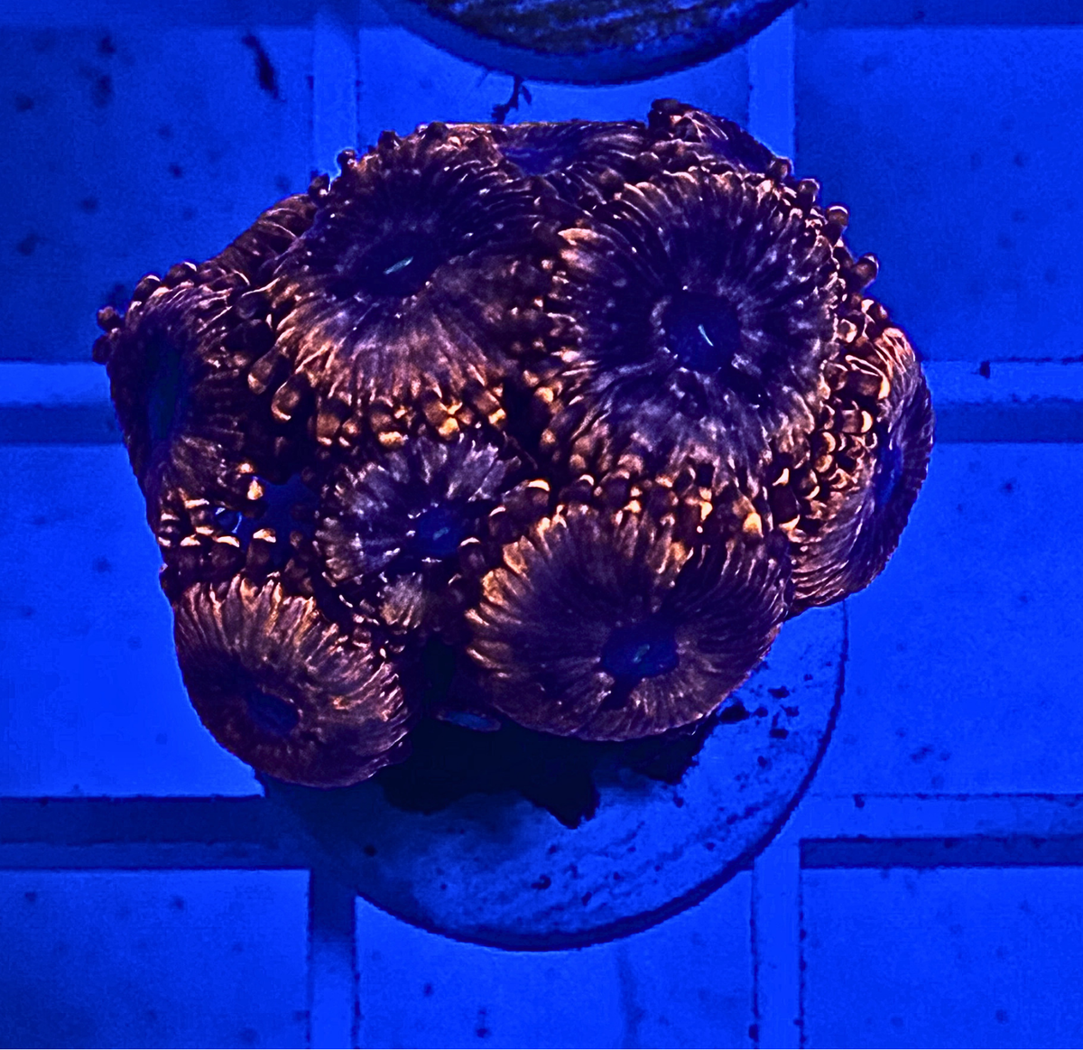 Utter Chaos Zoanthid Coral