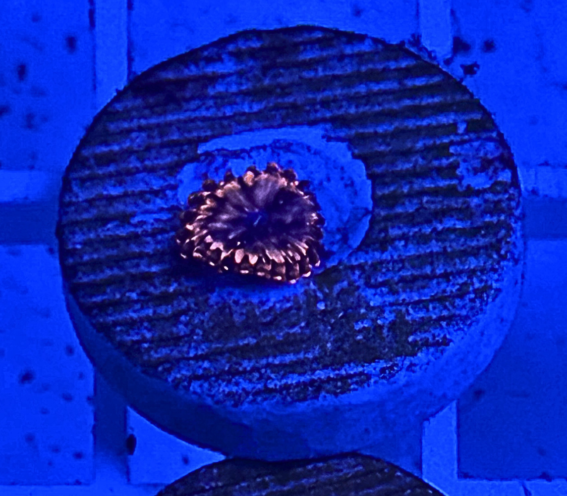 Utter Chaos Zoanthid Coral