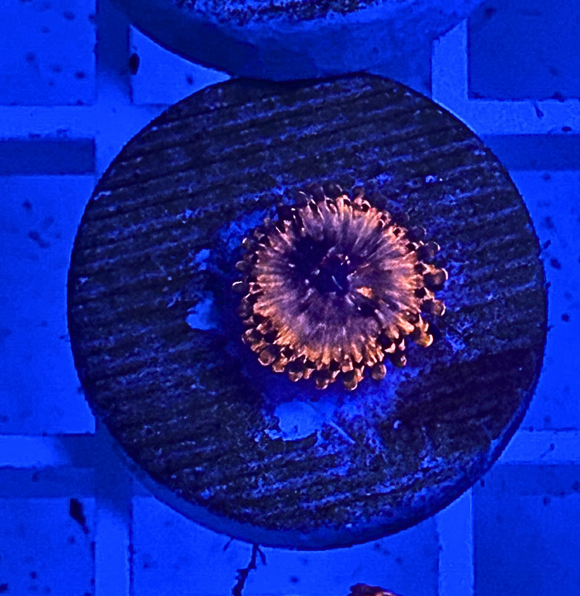 Utter Chaos Zoanthid Coral
