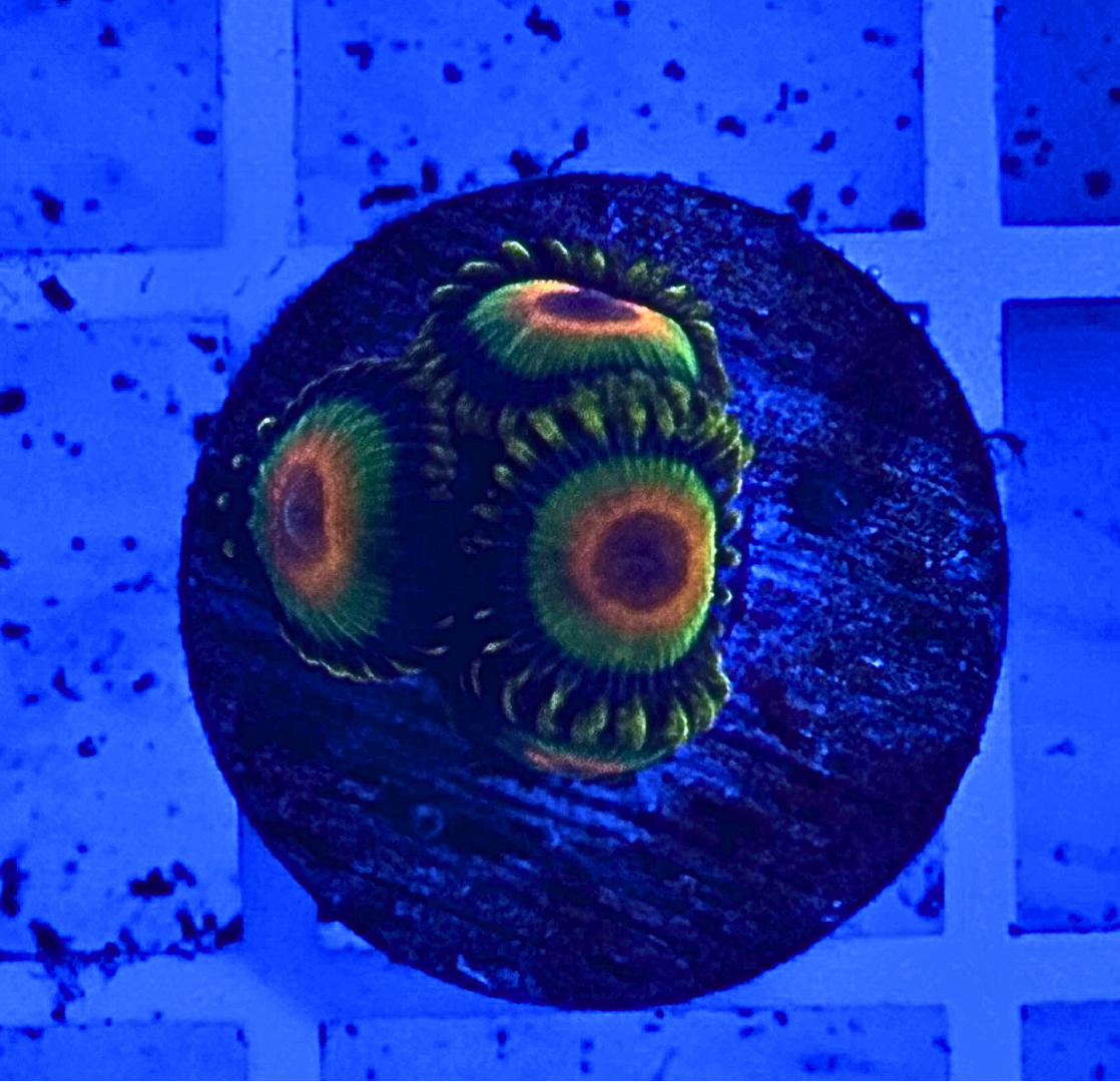 Rasta Zoanthid Coral