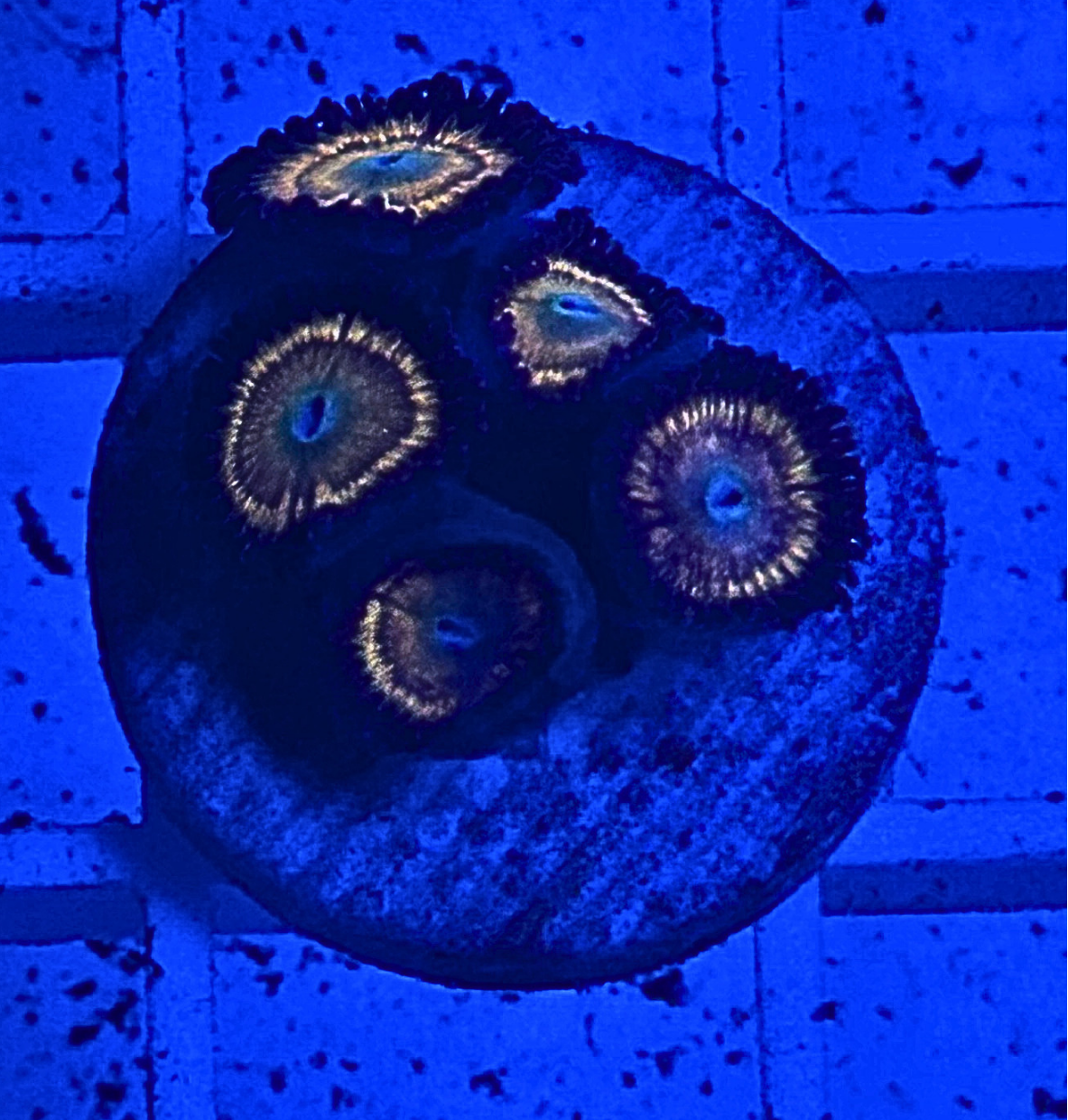 Citrus Cooler Zoanthid Coral