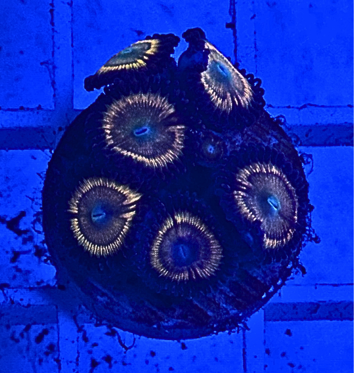 Citrus Cooler Zoanthid Coral