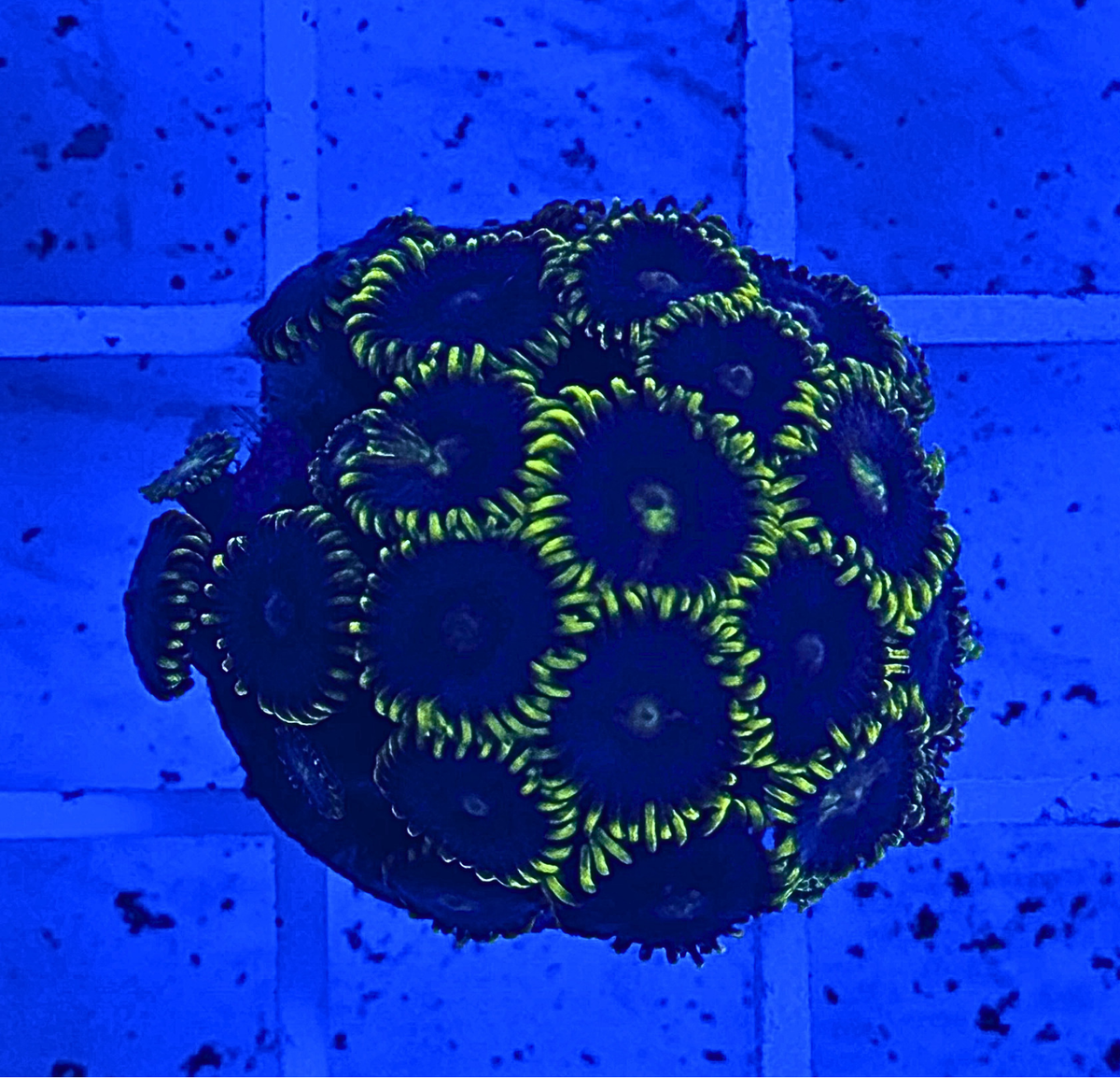 Lemon Devil Zoanthid Coral