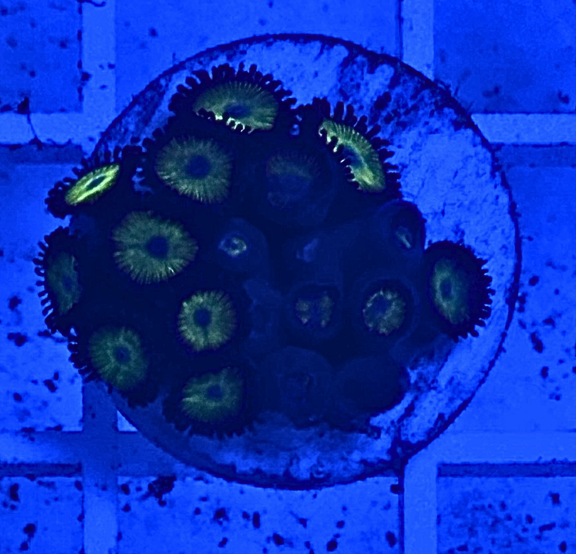 Bella Donna Zoanthid Coral