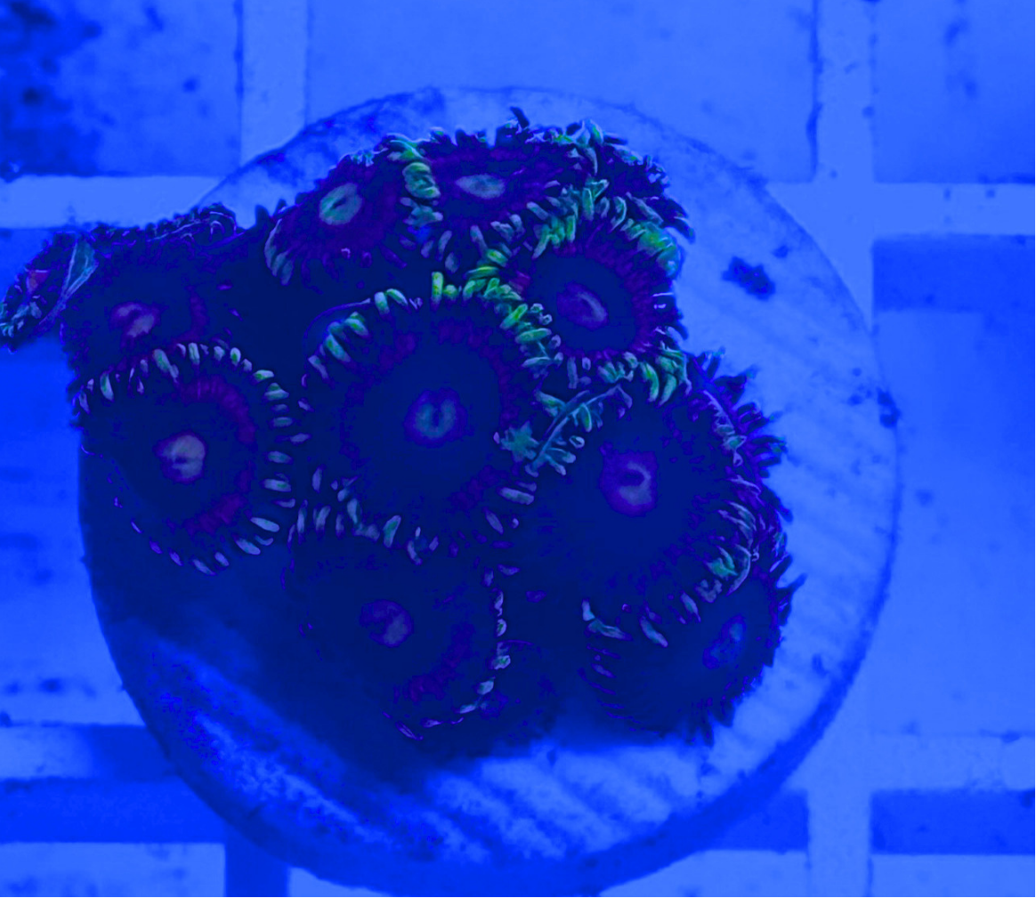 Lemon Devil Zoanthid Coral