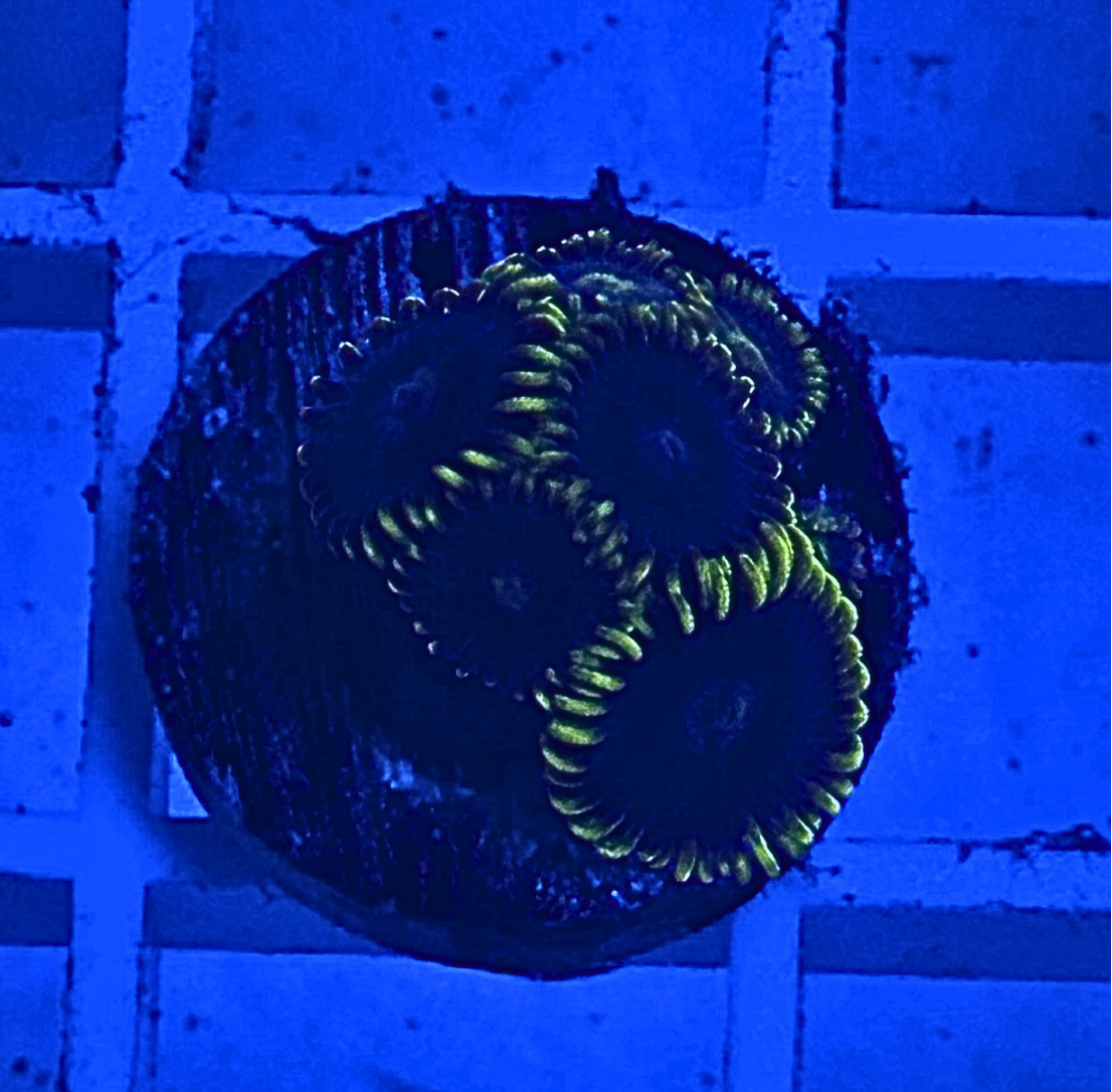 Lemon Devil Zoanthid Coral