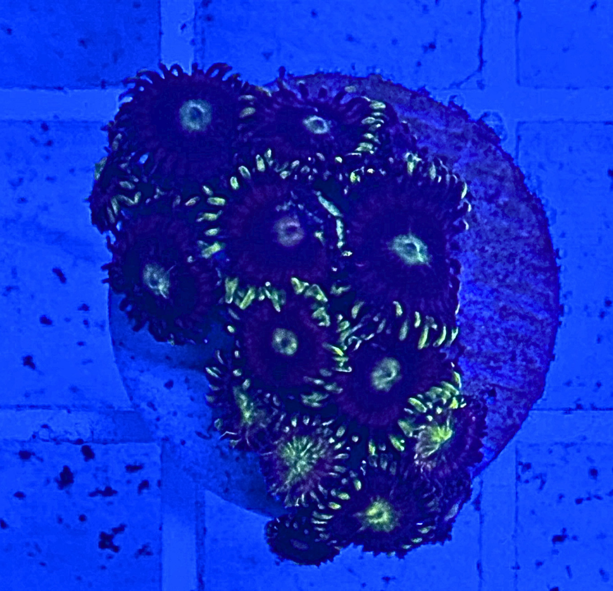 Lemon Devil Zoanthid Coral
