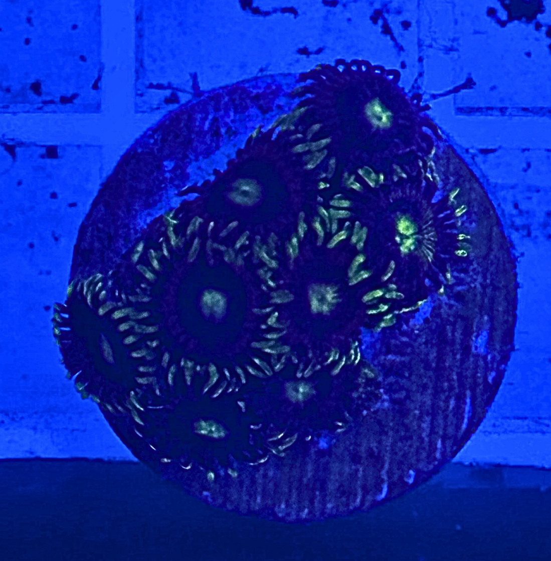 Lemon Devil Zoanthid Coral