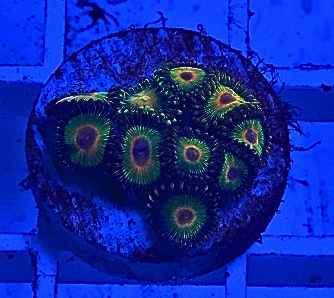 Rasta Zoanthid Coral