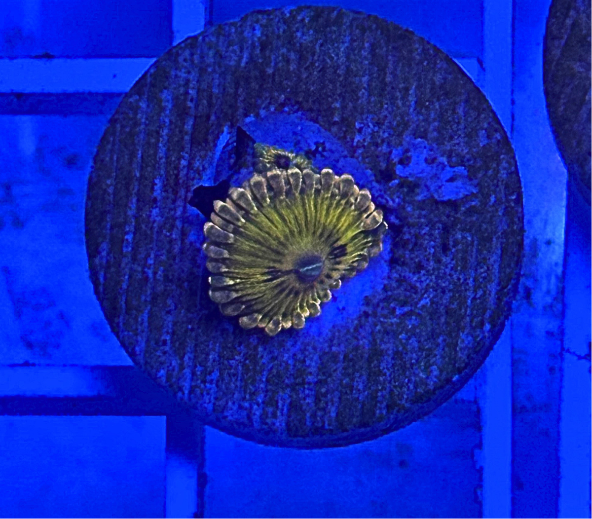 Gold Maul Zoanthid Coral