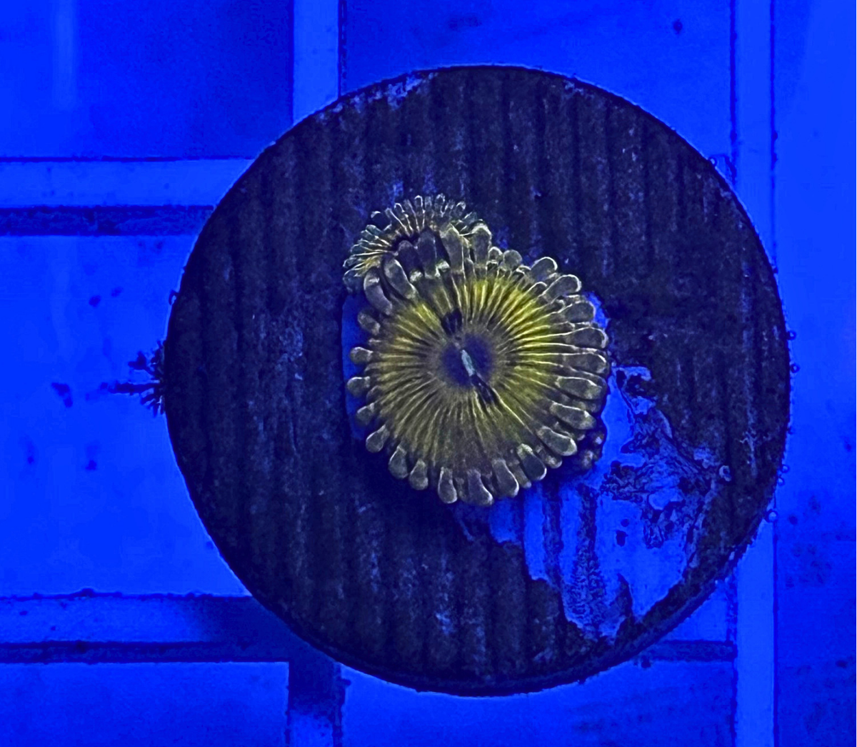 Gold Maul Zoanthid Coral