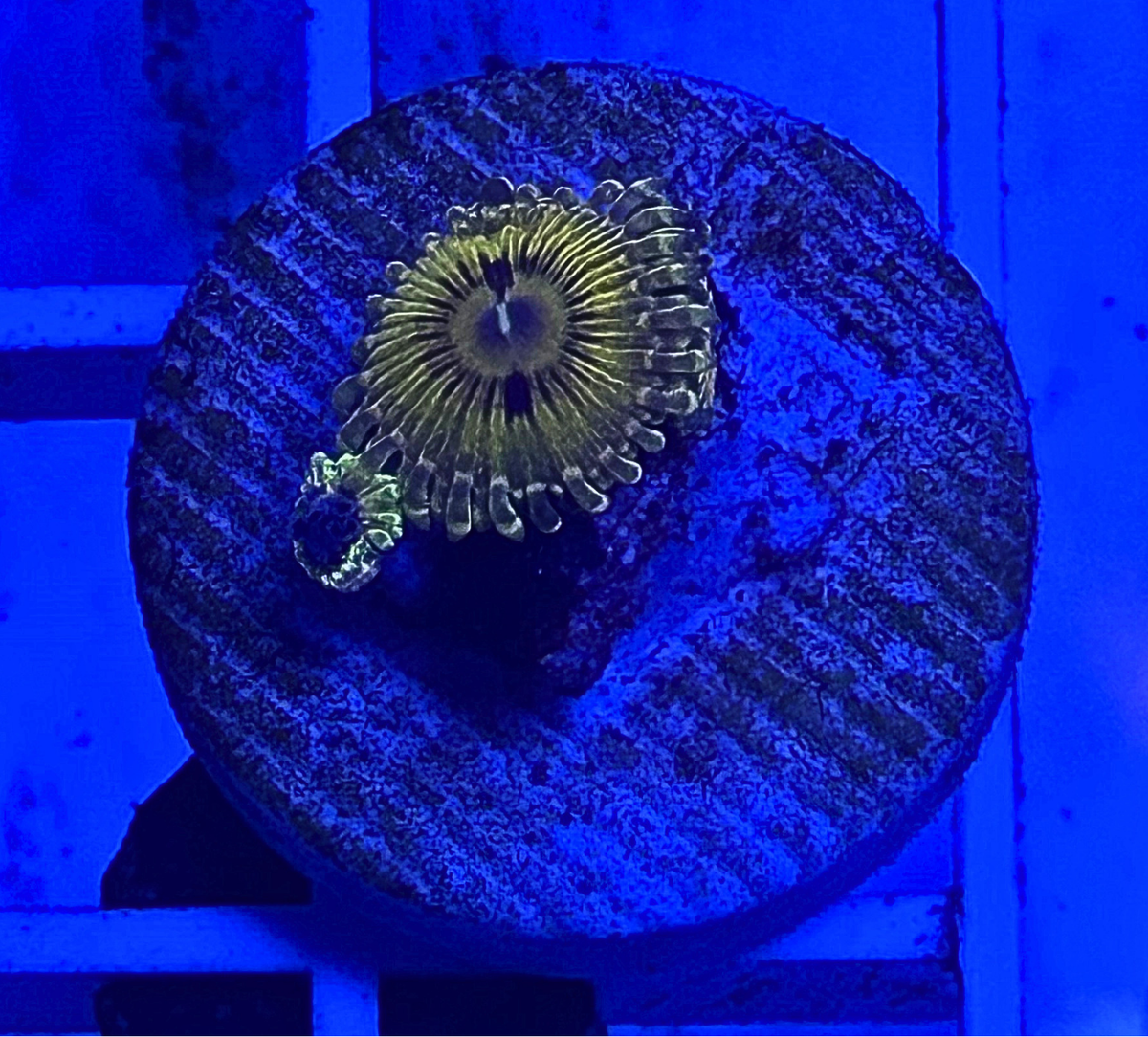 Gold Maul Zoanthids Coral