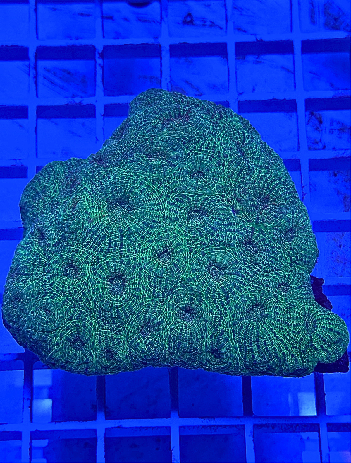 Green Acan Echinata
