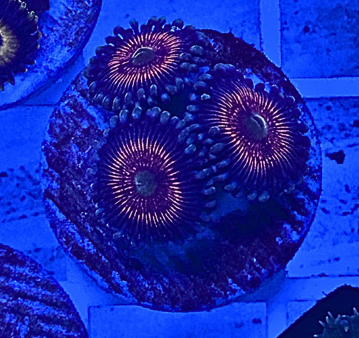 Nightcrawler Zoanthid Coral