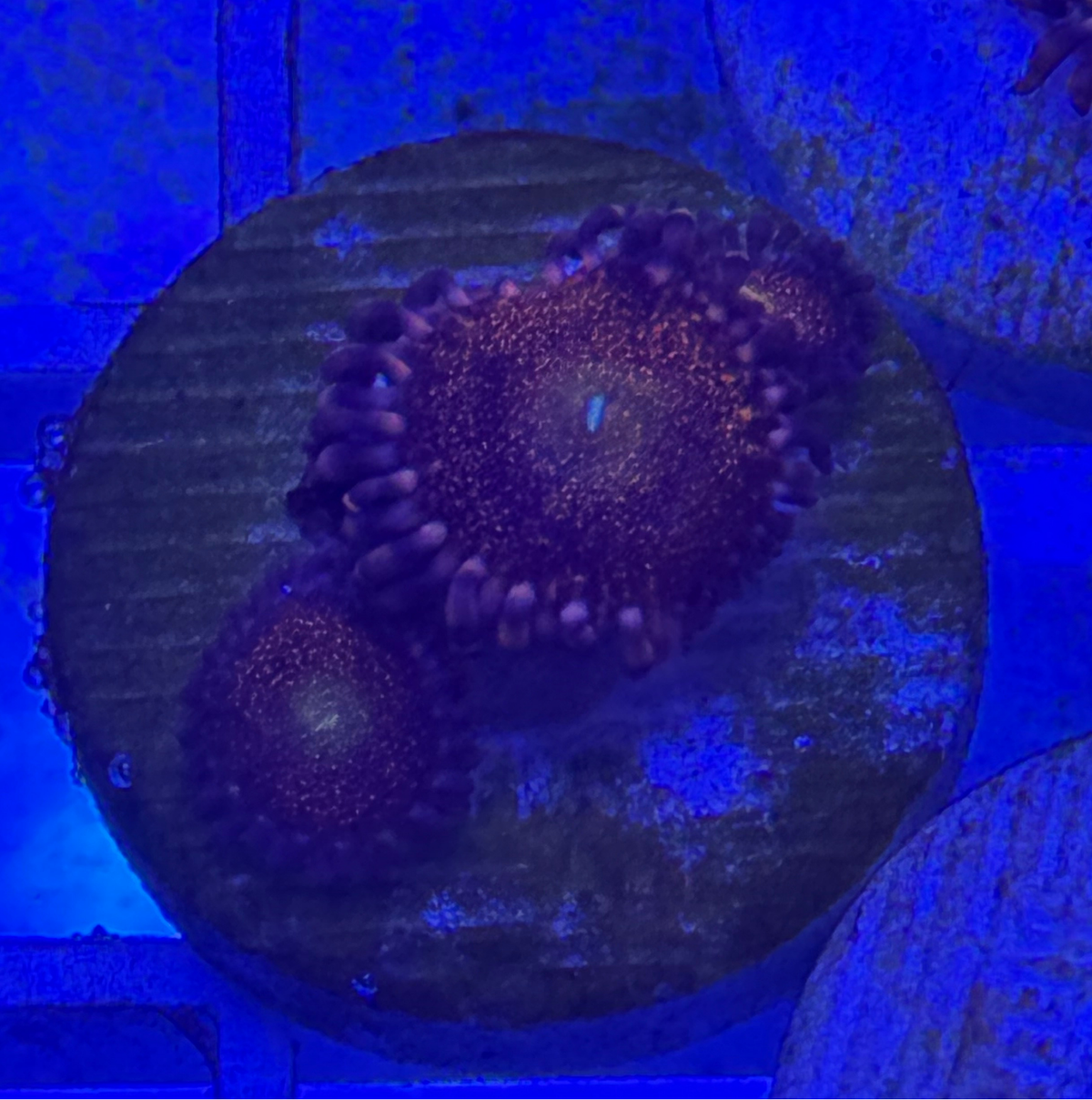 Nightmare Zoanthid Coral