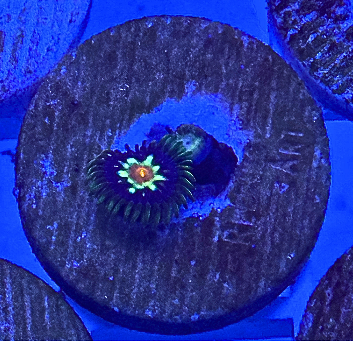 Daisy Cutter Zoanthid Coral