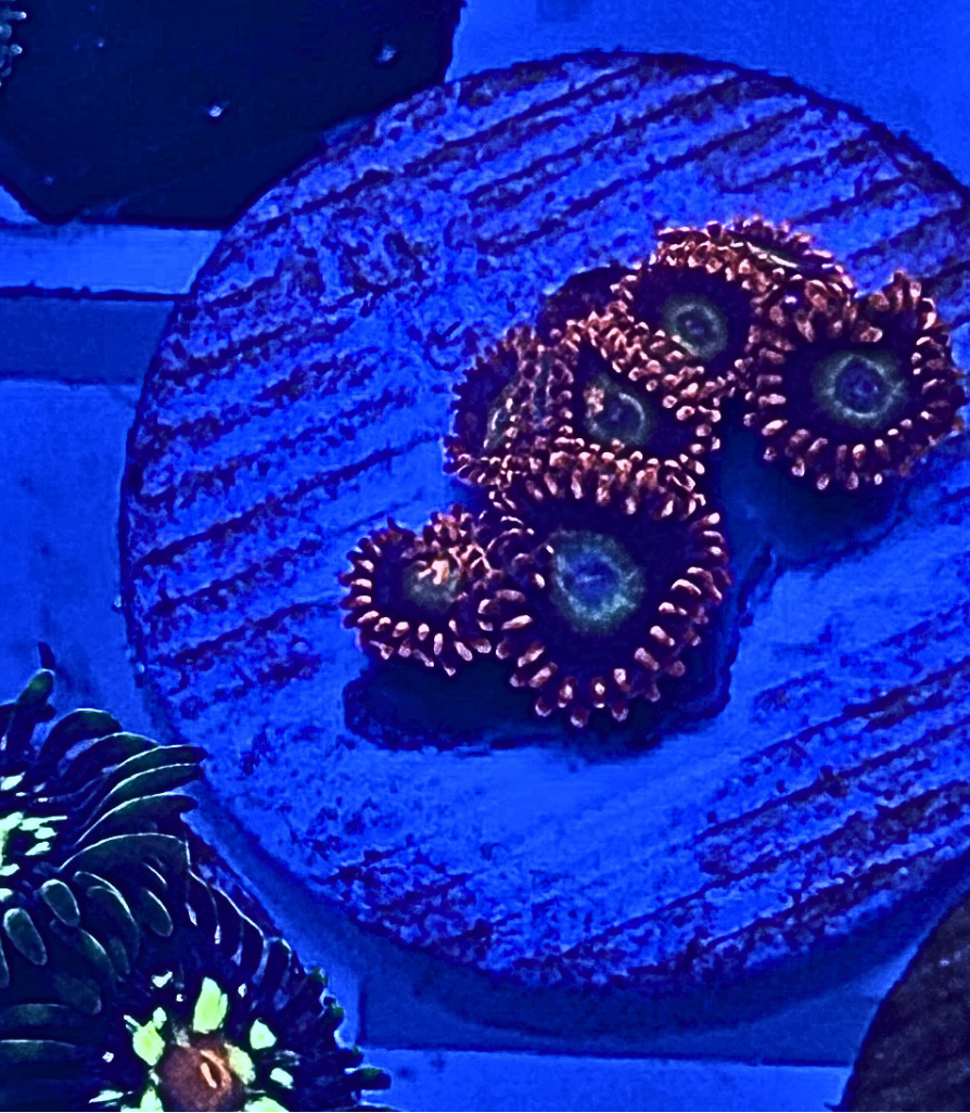 Circus Freaks Zoanthid Coral