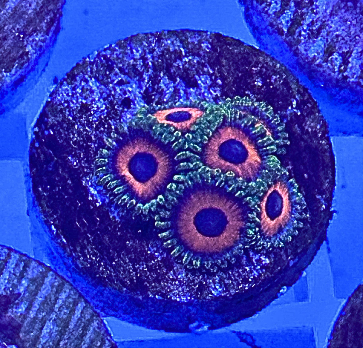 Jungle Juice Zoanthid Coral