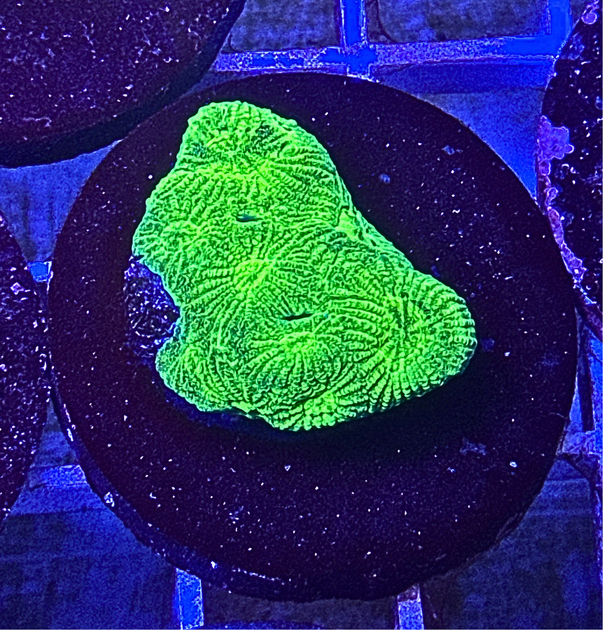 Neon Green Favia Coral