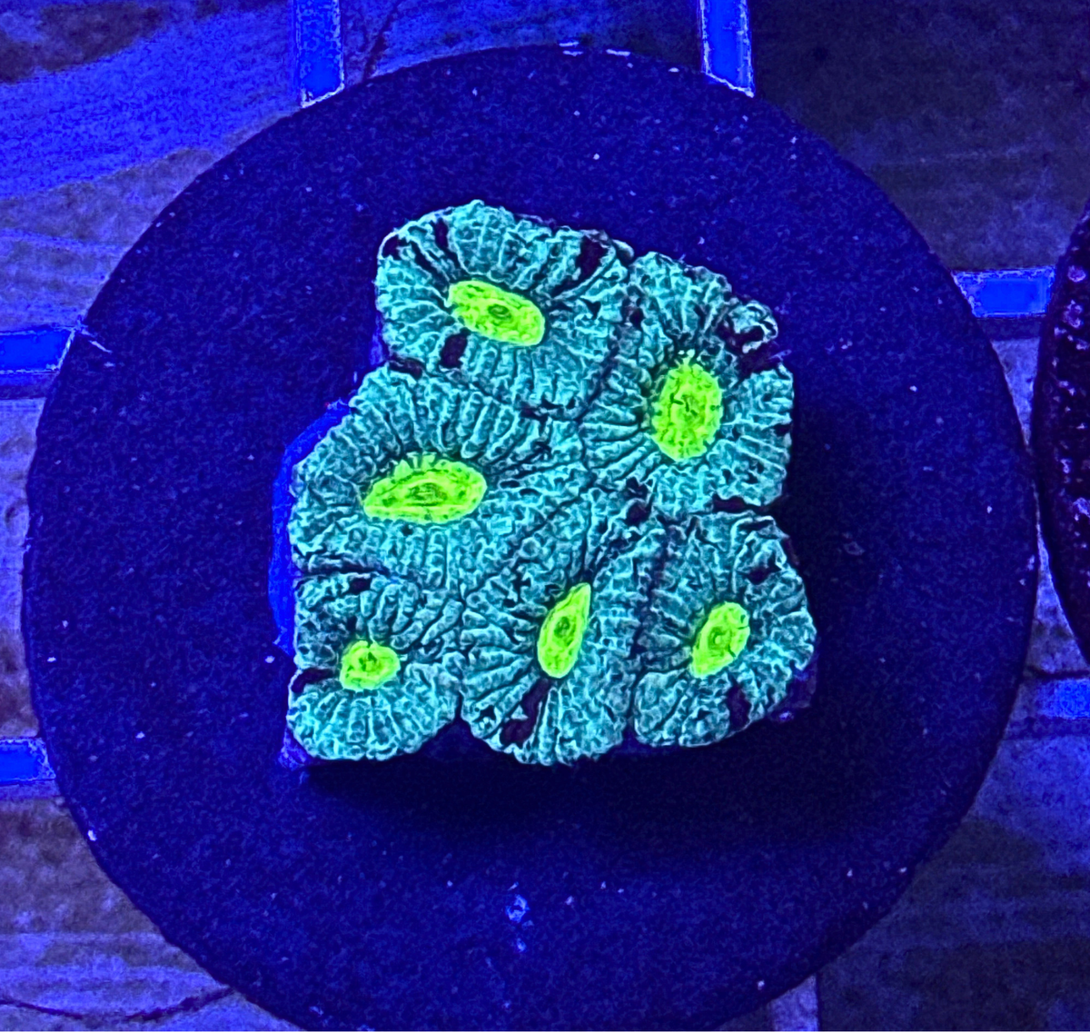 Toxic Splatter Favia Coral