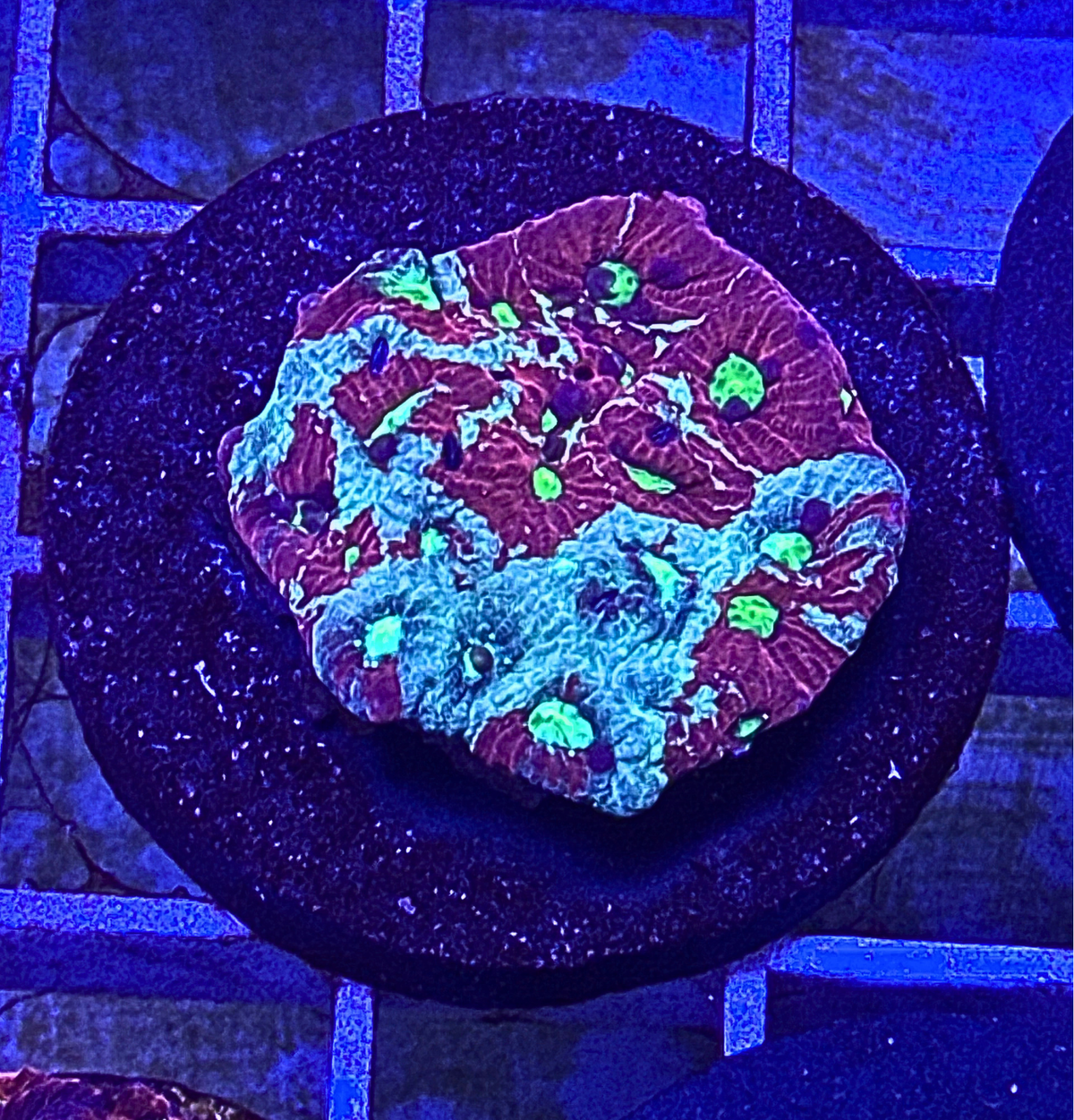War Coral Favia