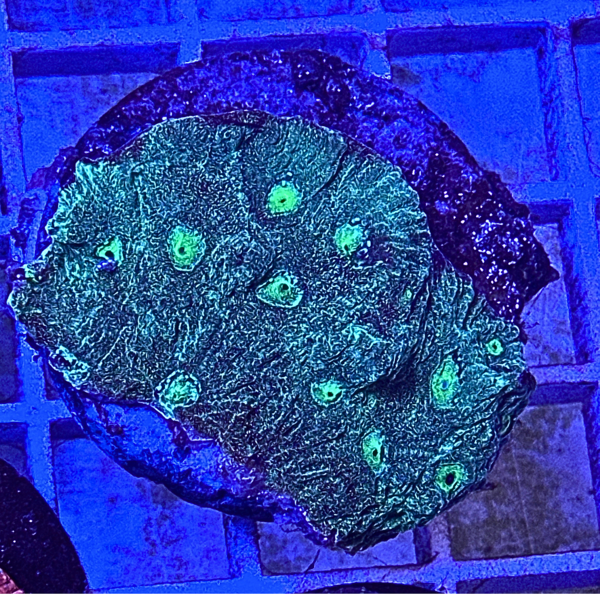 Ultra Green Favia Coral