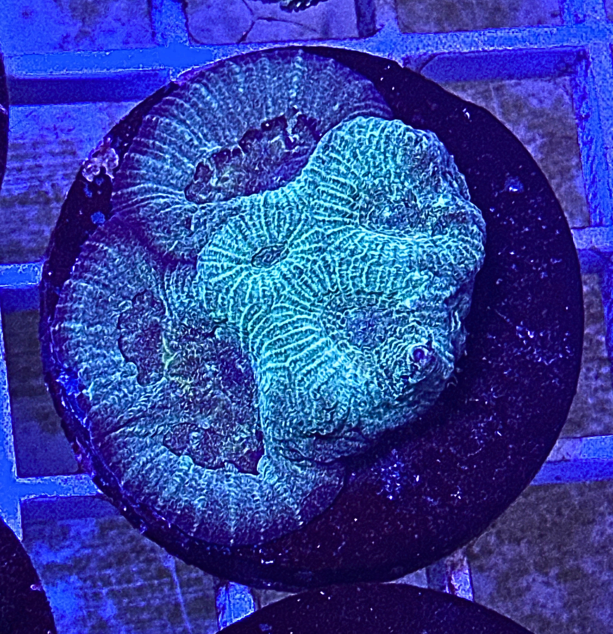 Ultra Green Favia Coral