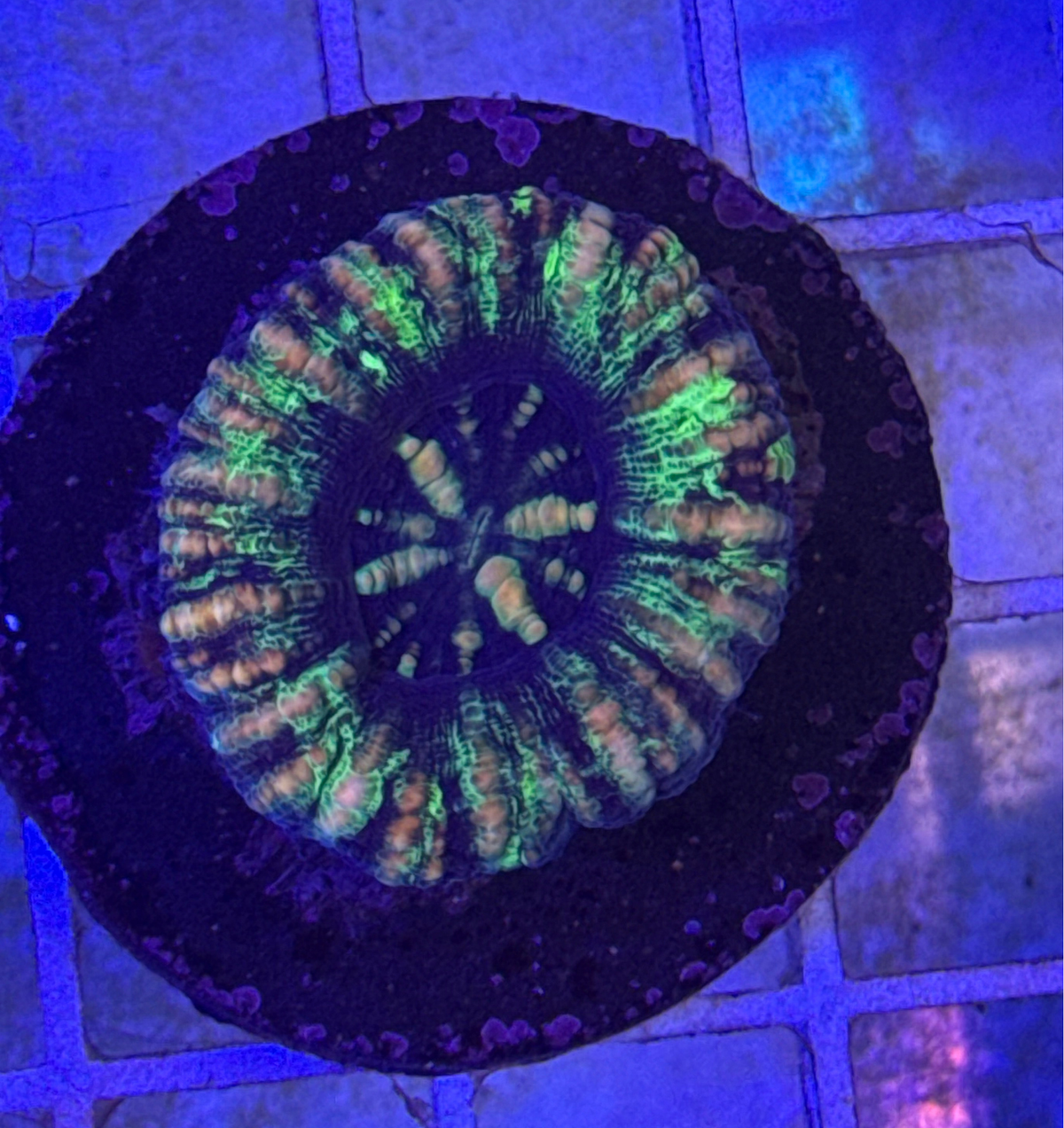 Mini Scoly Coral