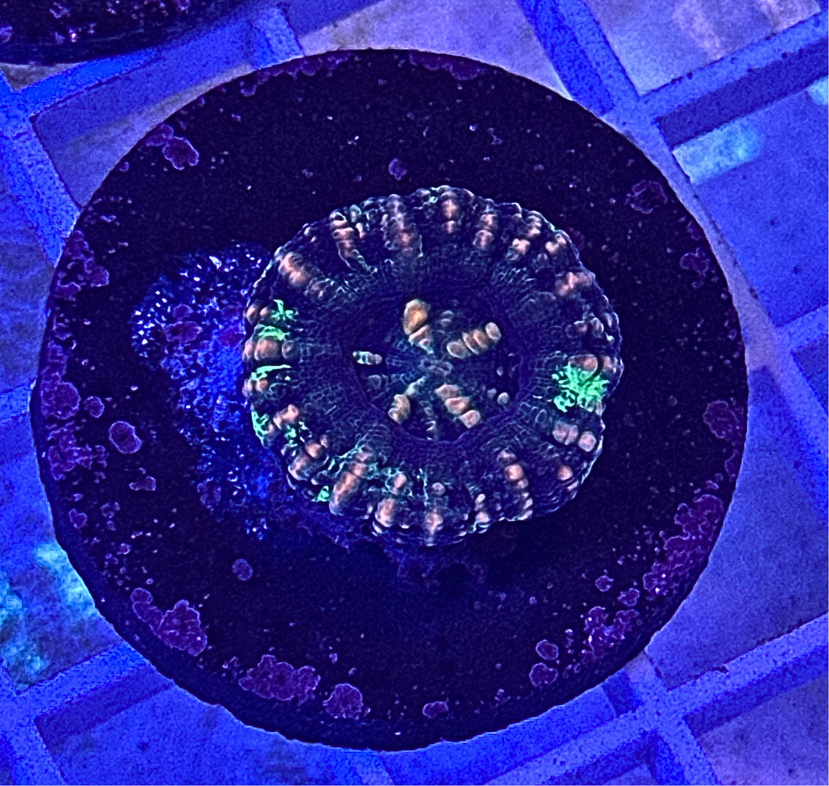 Mini Scoly Coral