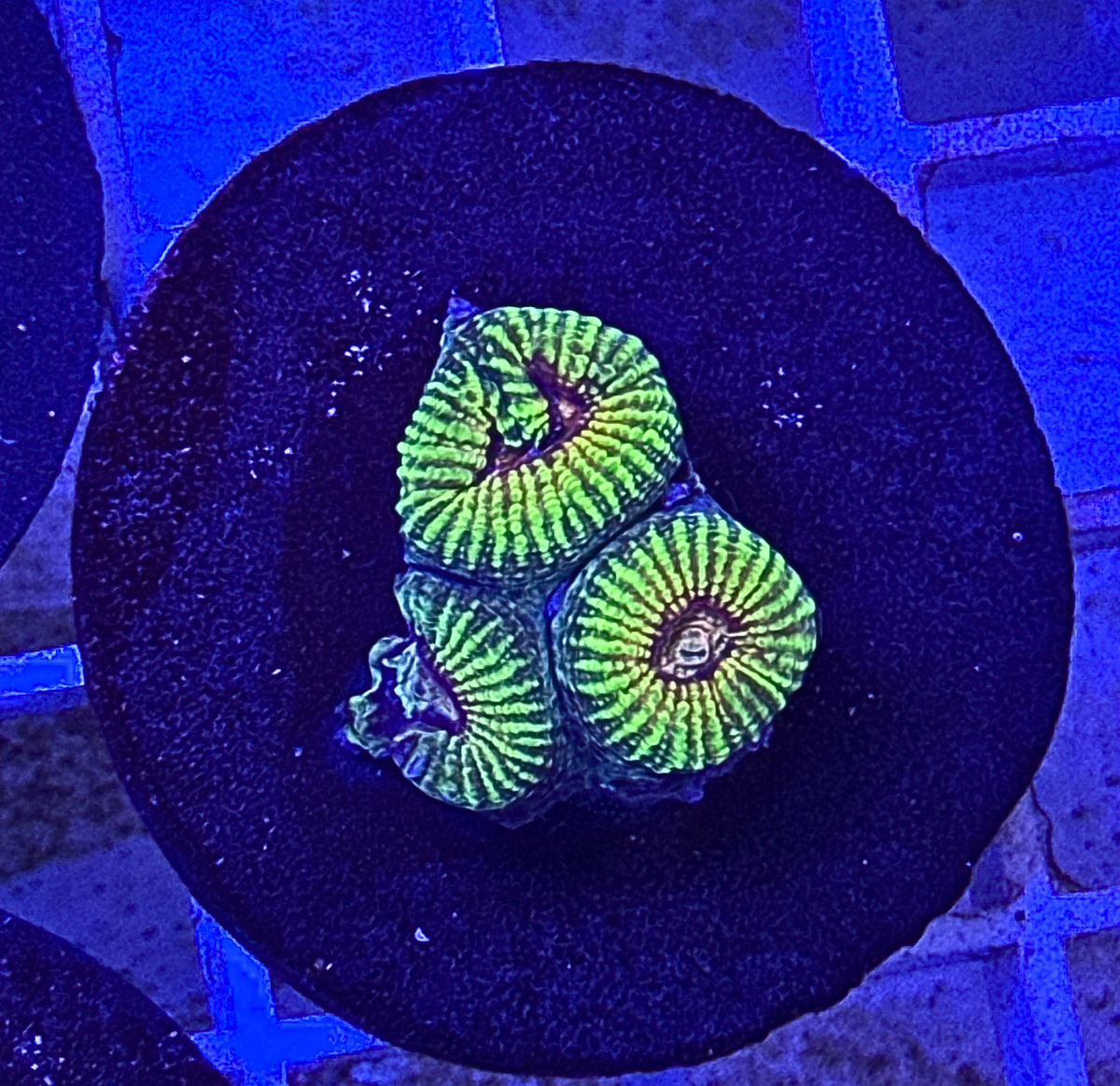 Red &amp; Green Favia Coral