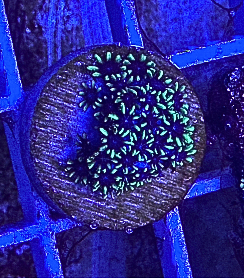 Galaxia Coral