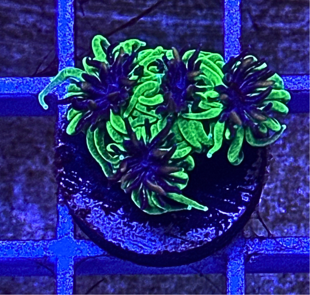 Neon Green Galaxia Coral