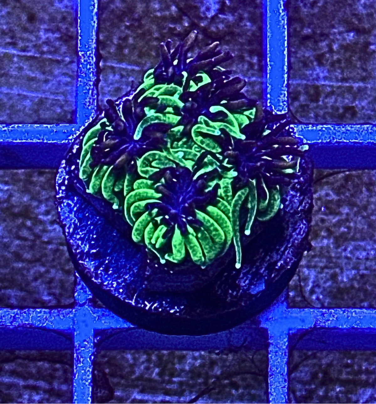 Neon Green Galaxia Coral