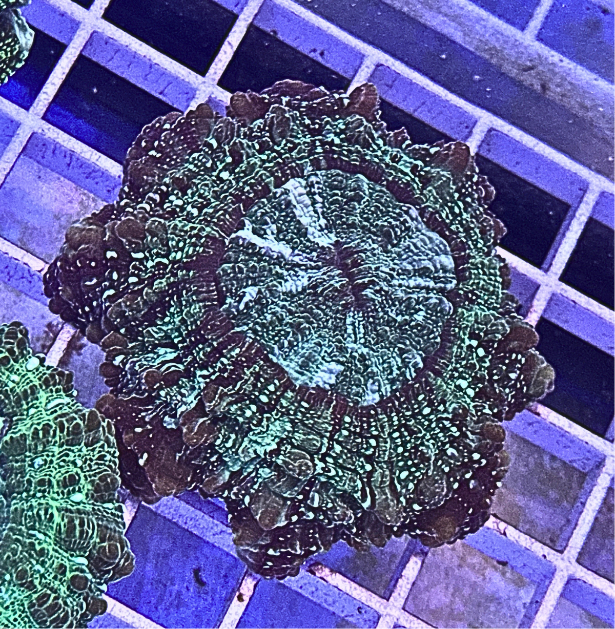 Ultra Acanthophyllia Coral
