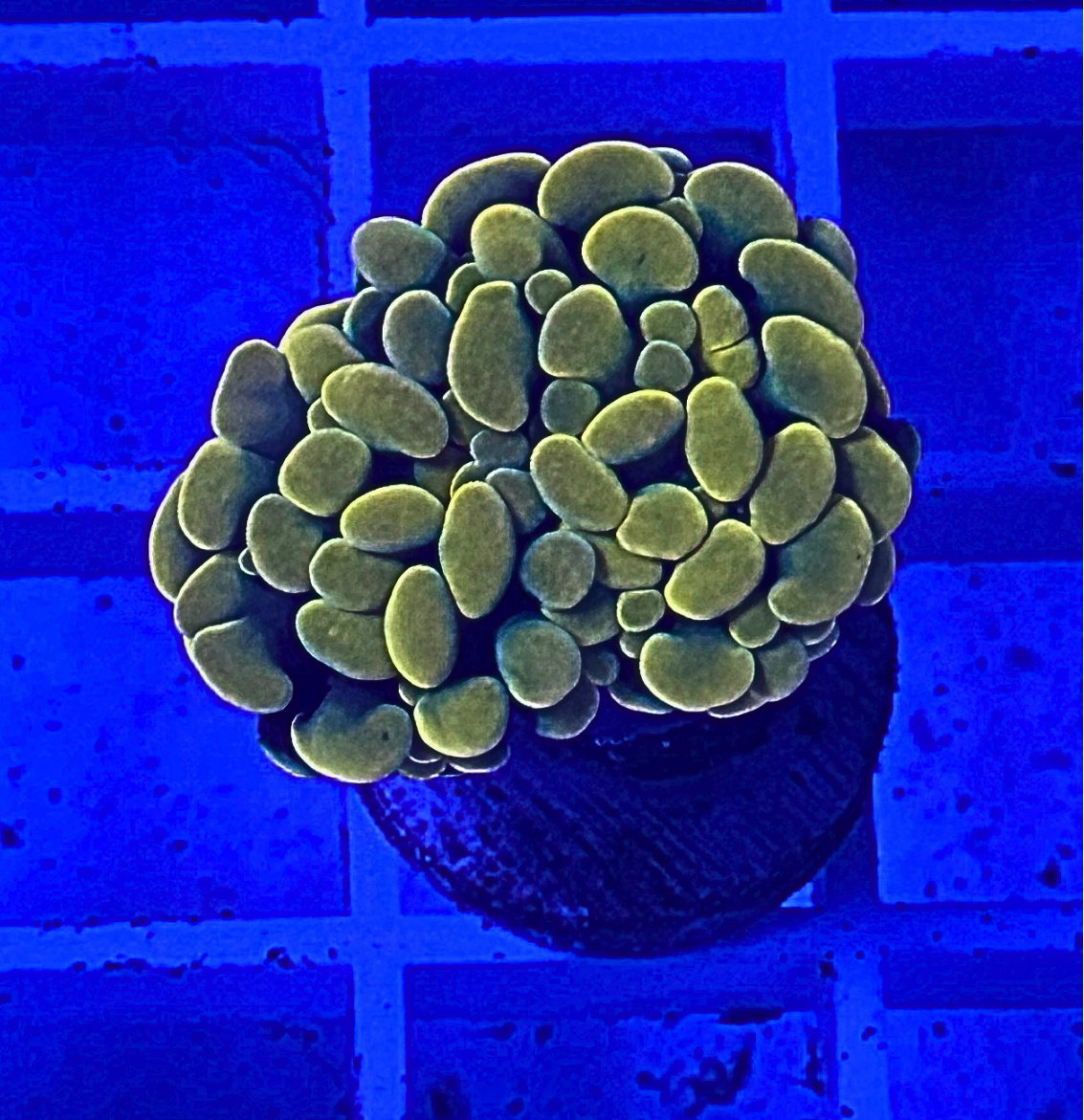 Bright Yellow Hammer Coral