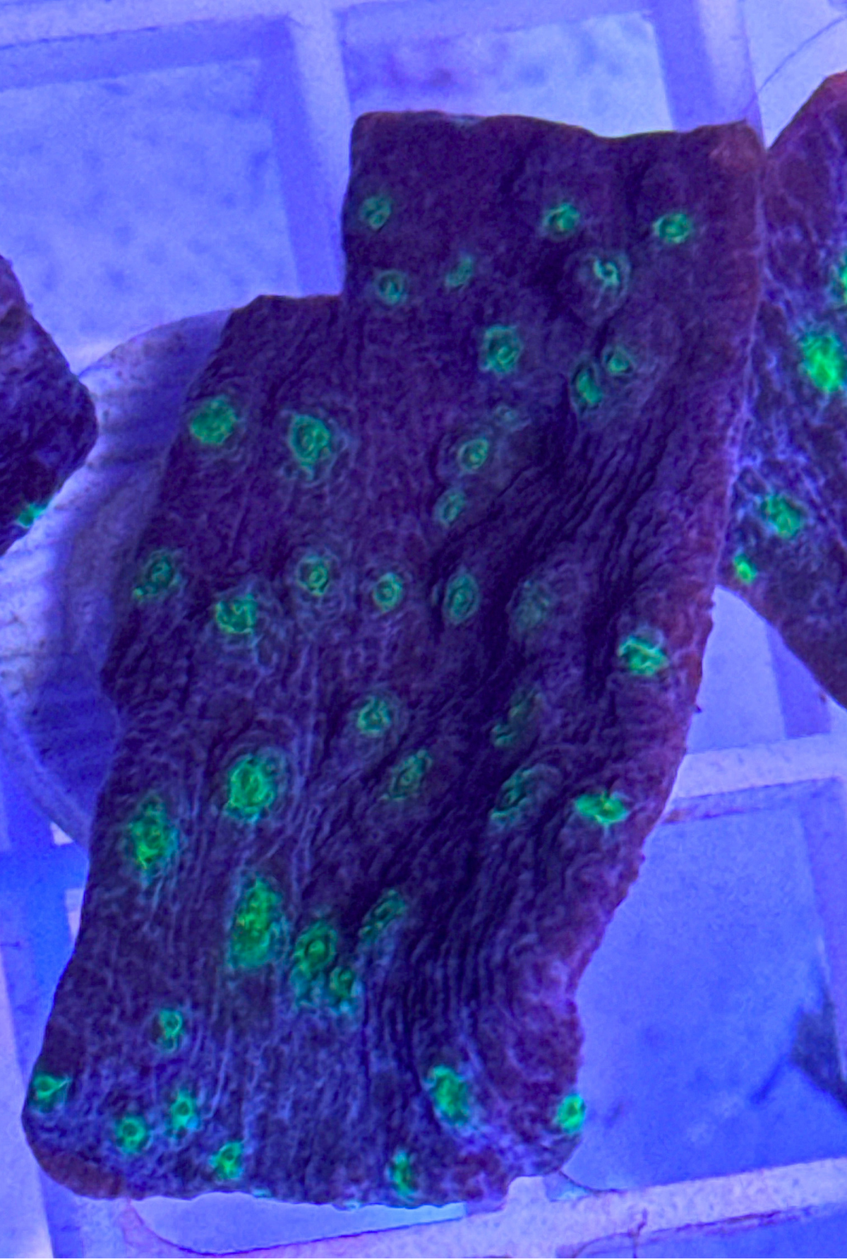 Hollywood Stunner Chalice Coral