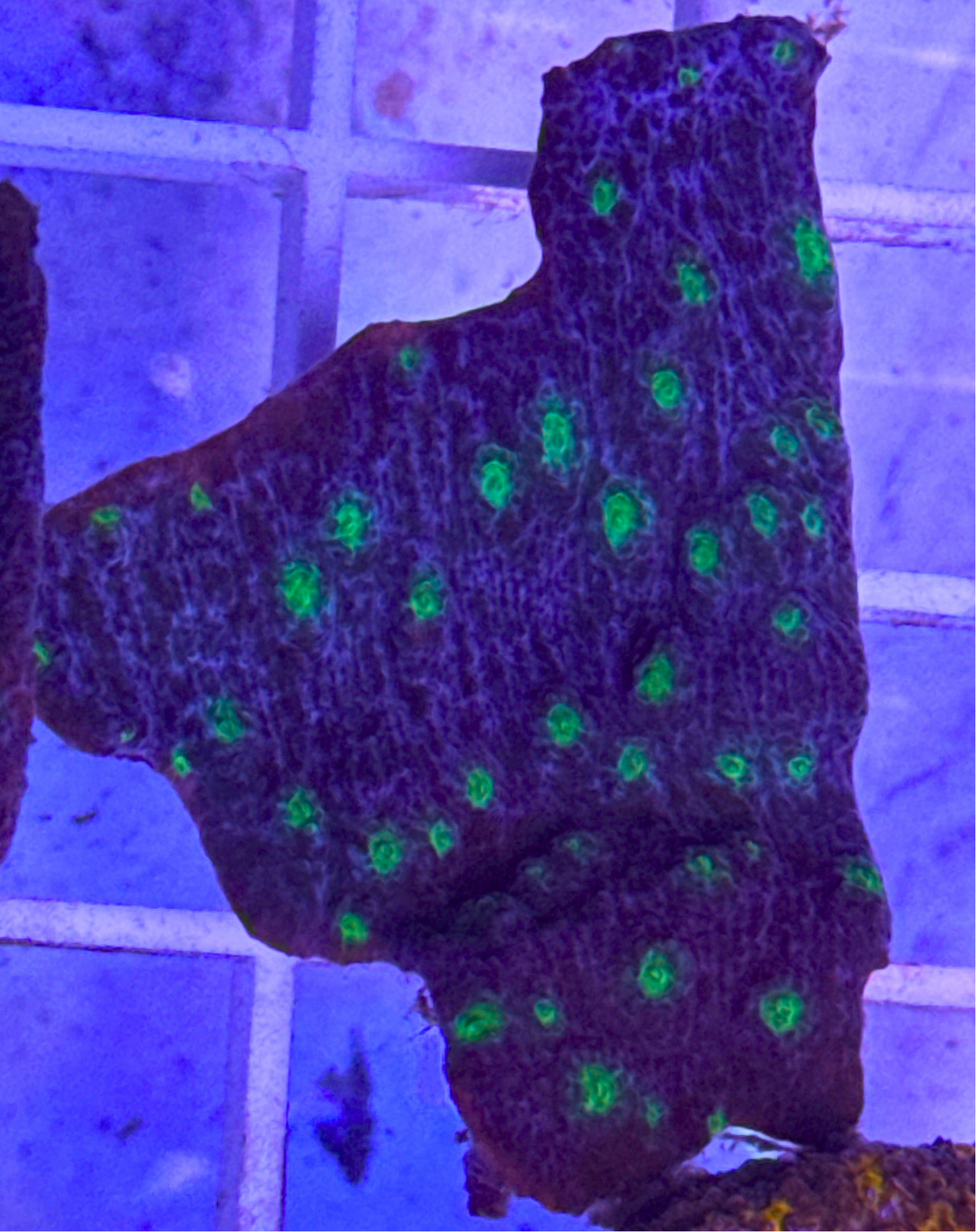 Hollywood Stunner Chalice Coral