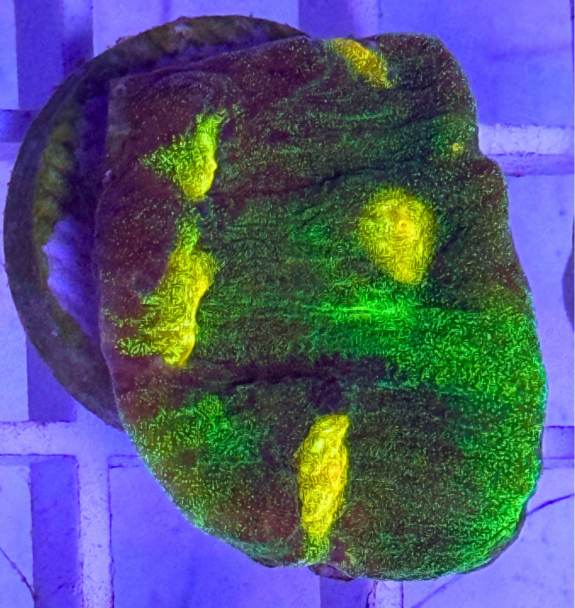 Raja Rampage Chalice Coral