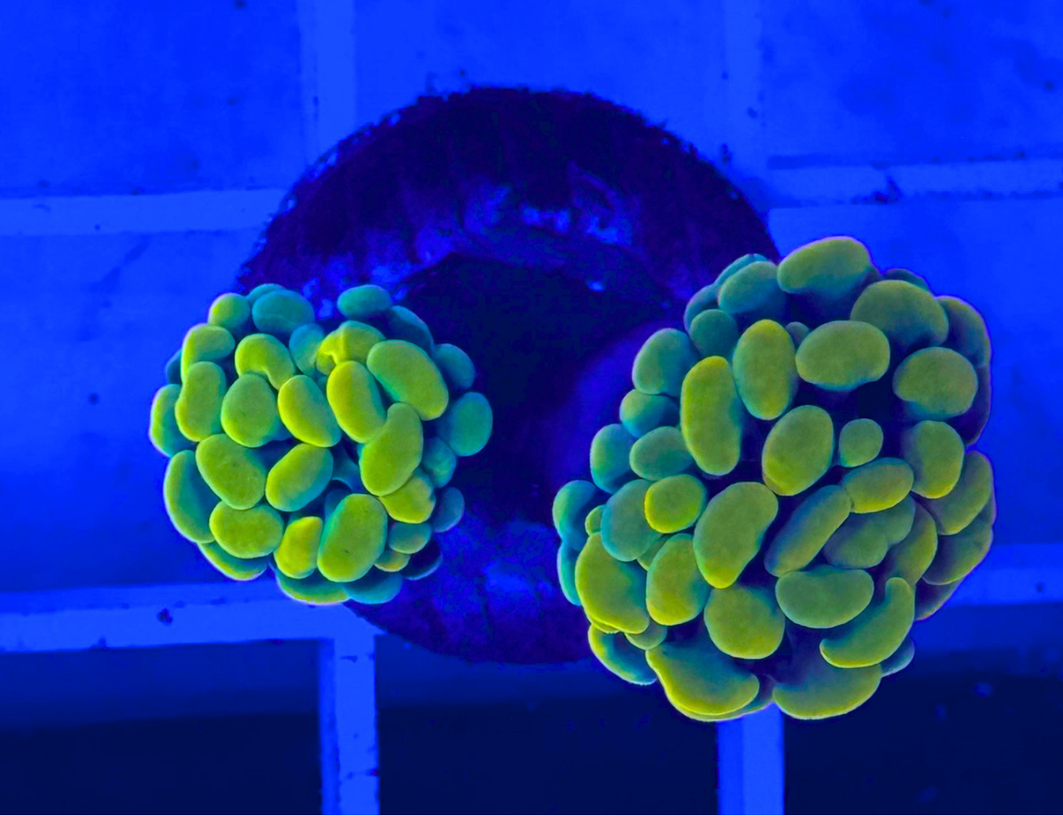 Yellow Hammer Coral