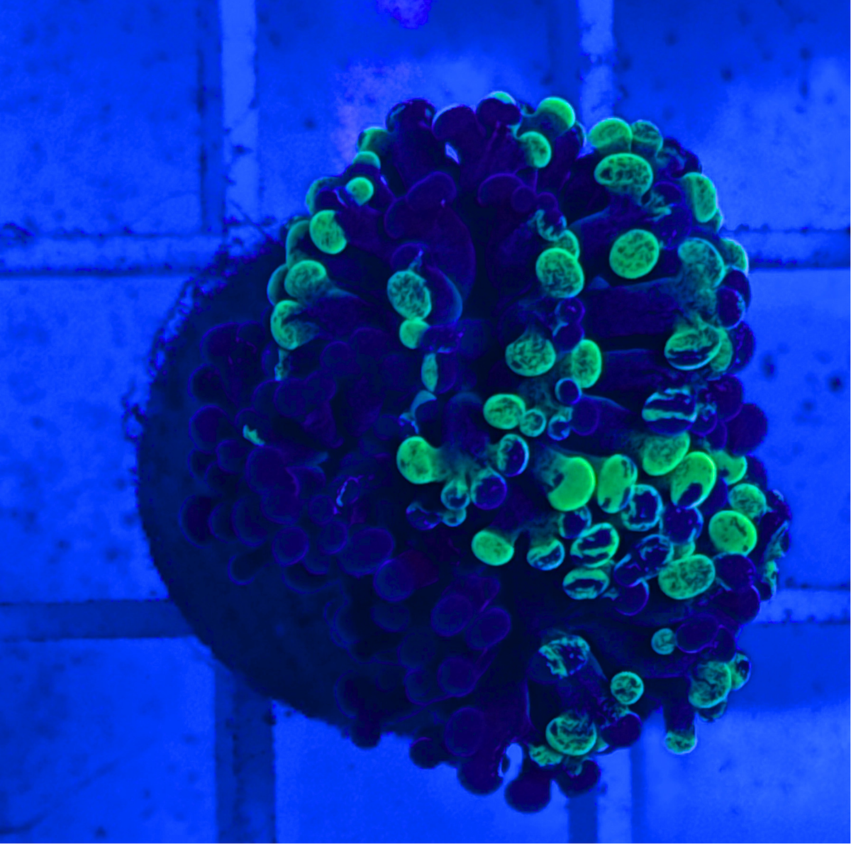 Splatter Hammer Coral