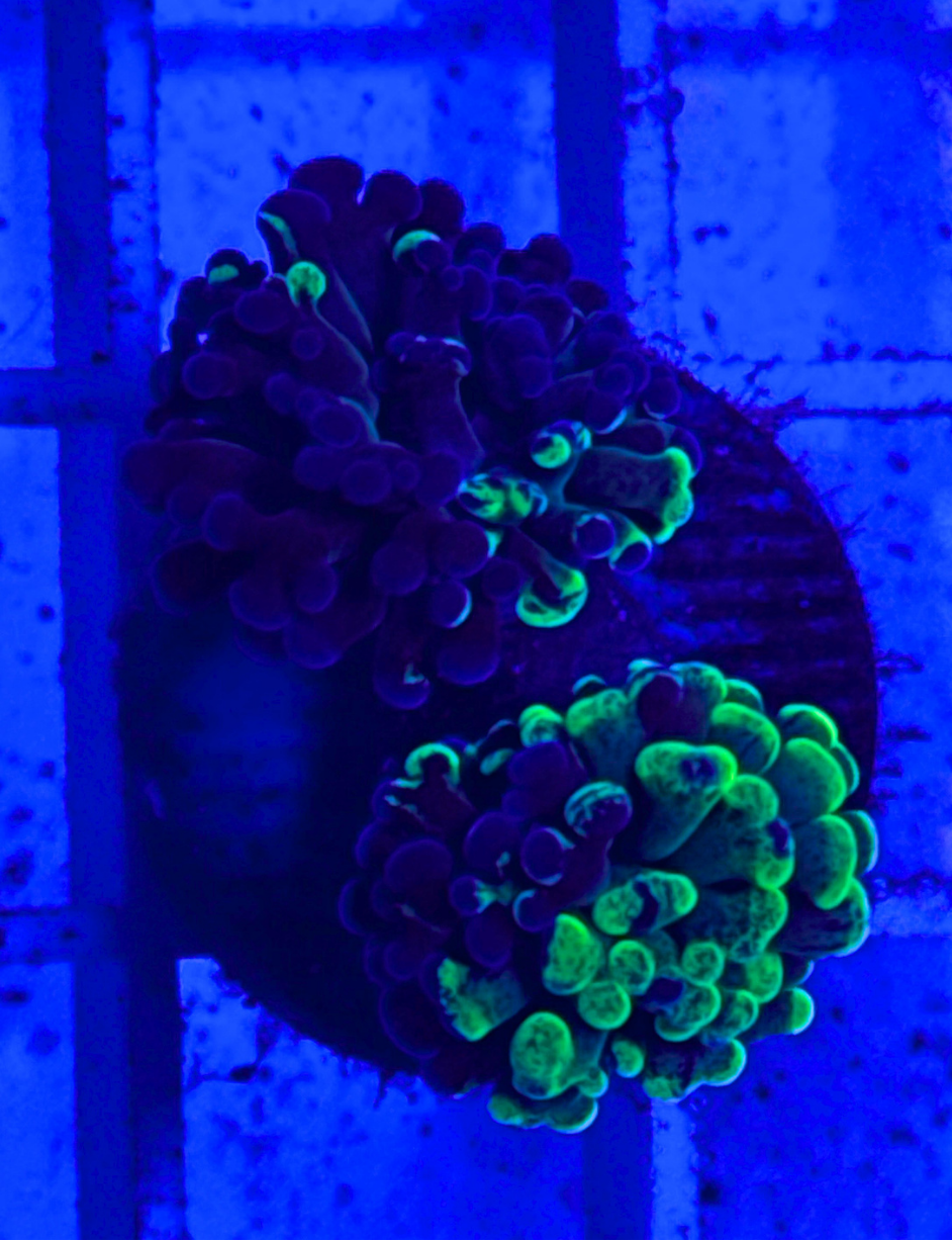 Splatter Hammer Coral