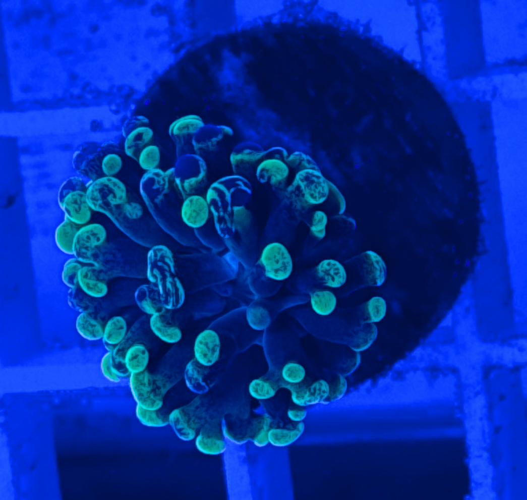Toxic Splatter Hammer Coral