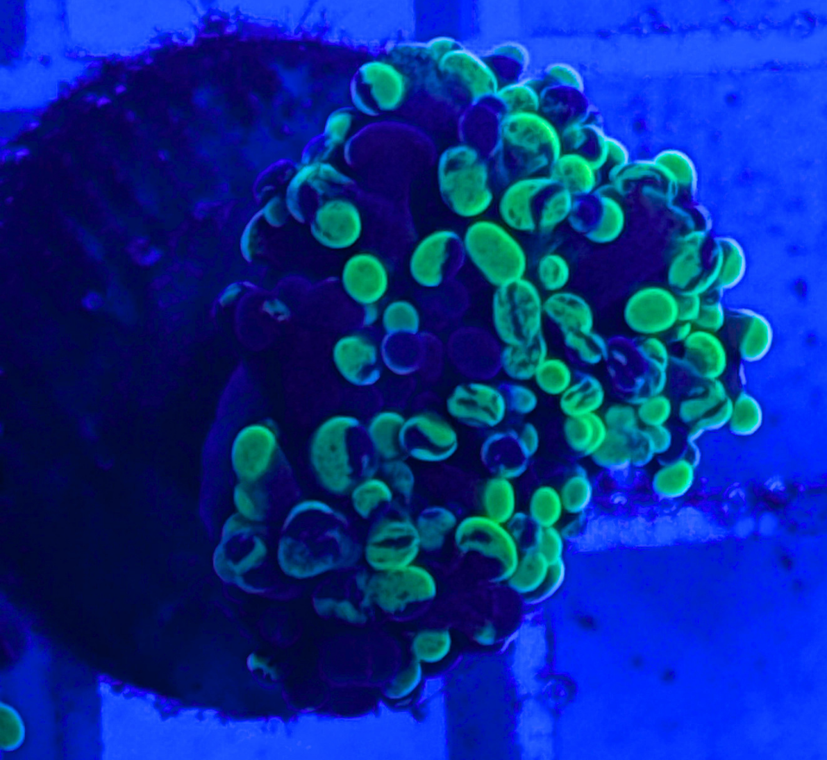 Toxic Splatter Hammer Coral