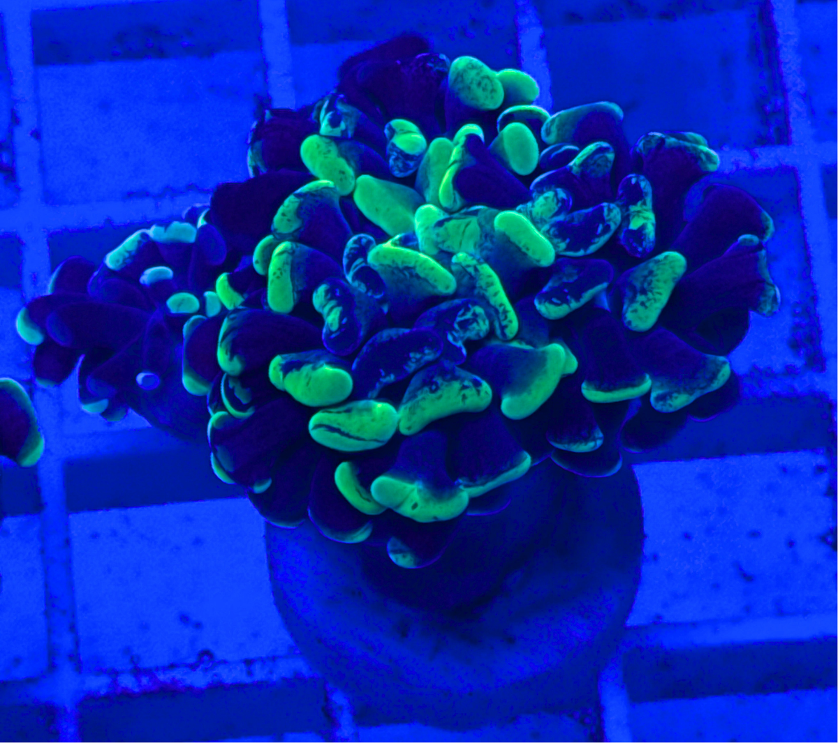 Splatter Hammer Coral